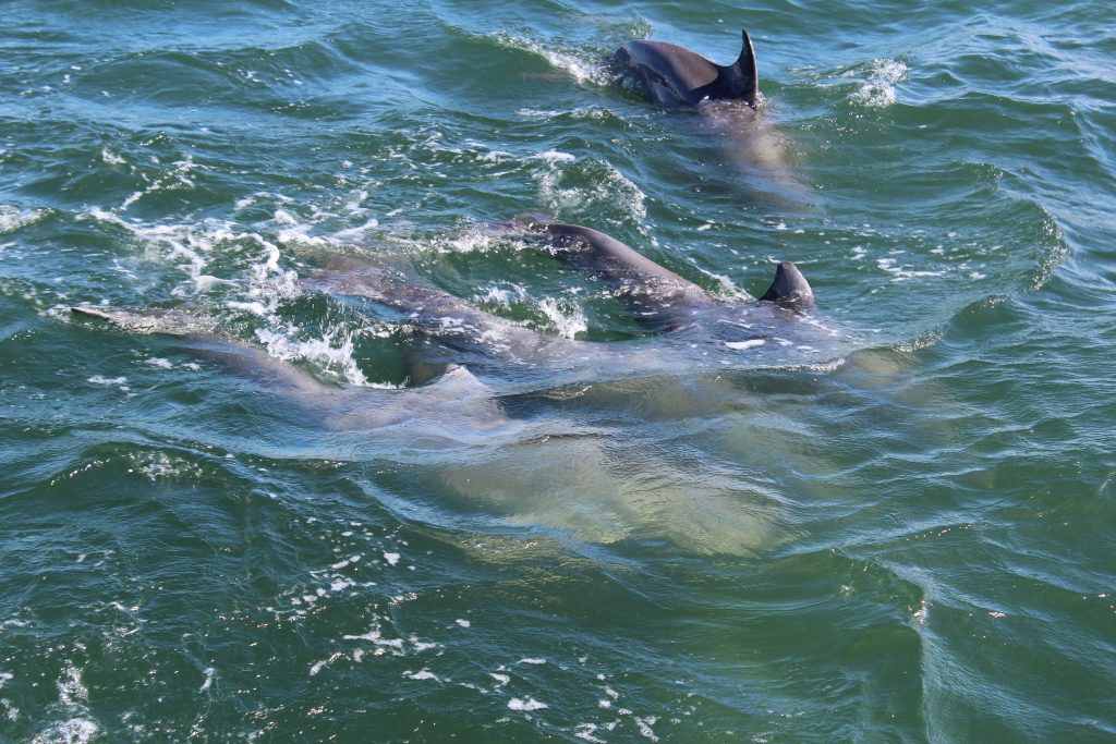 Dolphins swimming in the ocean near Port Aransas. Safely spotting wild dolphins from a distance belongs on any list of what to do in Port Aransas TX
